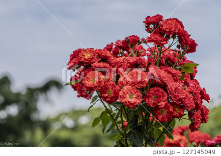 薔薇のある風景 127145049