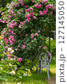 薔薇のある風景 127145050
