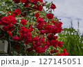 薔薇のある風景 127145051