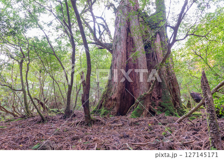屋久島白谷雲水峡　神が宿る屋久杉(秋 127145171