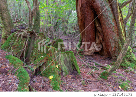 屋久島白谷雲水峡 神が宿る屋久杉((秋 屋久島白谷雲水峡 神が宿る屋久杉((秋 127145172