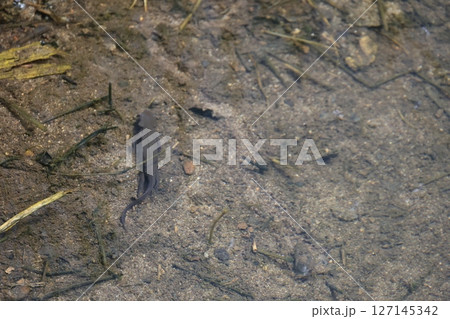 浅い水面を泳ぐ1匹のアカハライモリ 浅い水面を泳ぐ1匹のアカハライモリ 127145342