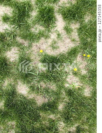 lawn in poor condition with patches dead grass and scattered dandelions in residential yard. closeup 127145358