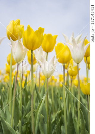 白と黄色のチューリップ畑 白と黄色のチューリップ畑 127145411