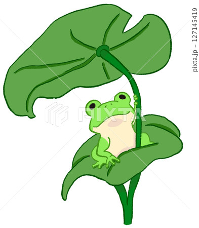 蓮の葉にのったカエル 127145419