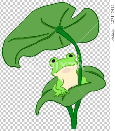 蓮の葉にのったカエル 127145419