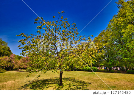 春のグリーンセンター 127145480