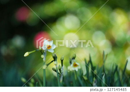 春の陽光を浴びる水仙 春の陽光を浴びる水仙 127145485