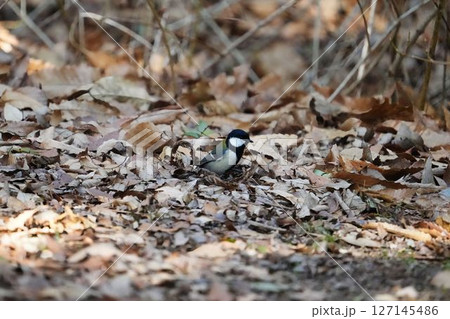 地面に降りたシジュウカラ 127145486