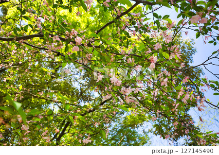 春のグリーンセンター 127145490