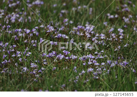 春の野山に群生して咲く小さな紫色のムラサキサギゴケの花 春の野山に群生して咲く小さな紫色のムラサキサギゴケの花 127145655