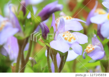 春の野山に咲く小さな紫色のムラサキサギゴケの花のアップ 127145659