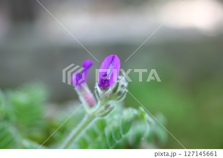 濃色レブンソウの花 濃色レブンソウの花 127145661