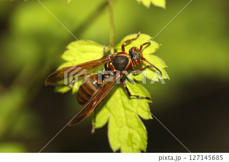 キボシアシナガバチ 127145685