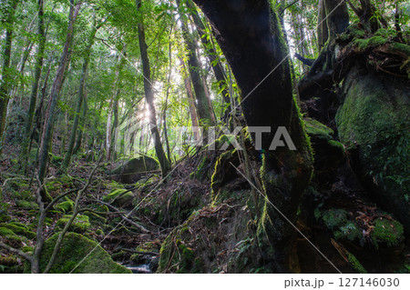 屋久島国立公園 木漏れ日と苔むす森(冬 屋久島国立公園 木漏れ日と苔むす森(冬 127146030