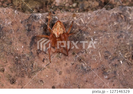 生き物　蜘蛛　カラオニグモ、小型のオニグモ。こちらはメス、メスの大きさは四～六ミリほど 127146329