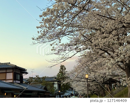 京都　さくら 127146409