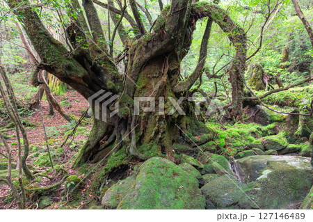 屋久島白谷雲水峡 苔が日本一きれいな森(12月 屋久島白谷雲水峡 苔が日本一きれいな森(12月 127146489
