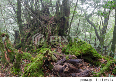 屋久島白谷雲水峡　霧が漂う苔むす森(12月 127146513