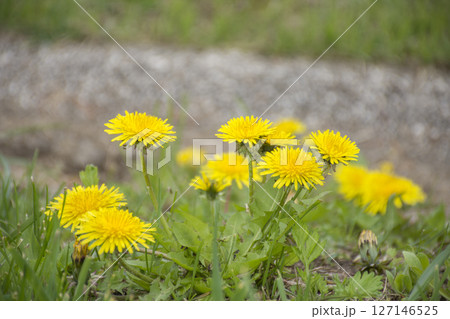タンポポの黄色い花 タンポポの黄色い花 127146525