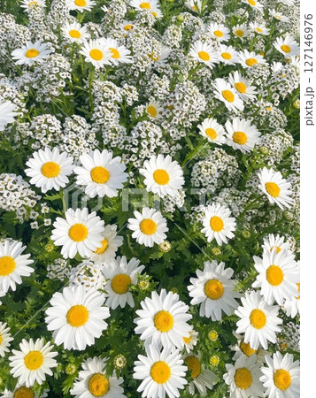 マーガレットの花畑 マーガレットの花畑 127146976