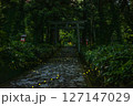 神秘的な森の中 127147029