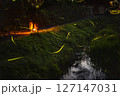 蛍舞う 127147031