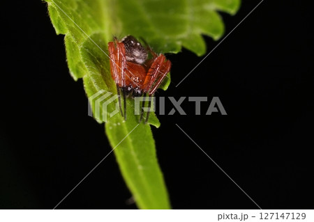 生き物　蜘蛛　カラオニグモ、黒い球体は触肢で成熟したオスの証。メスや幼体ではここまで立派になりません 127147129