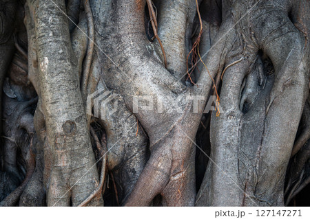Closeup of large intertwined roots of an ancient tropical banyan tree. Closeup of large intertwined roots of an ancient tropical banyan tree. 127147271