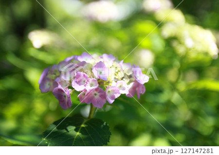 紫陽花のマクロ 紫陽花のマクロ 127147281