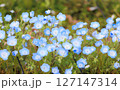 ネモフィラ　舎人公園 127147314
