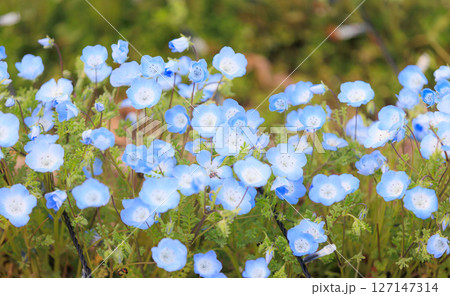 ネモフィラ　舎人公園 127147314