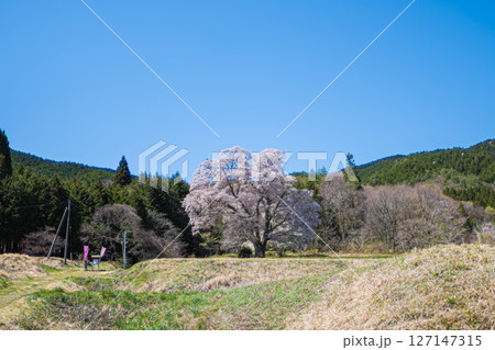 広島・庄原・千鳥別尺のヤマザクラ 127147315