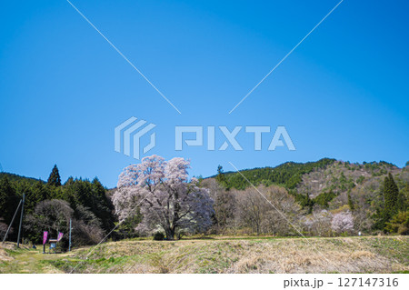 広島・庄原・千鳥別尺のヤマザクラ 127147316