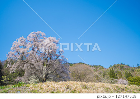 広島・庄原・千鳥別尺のヤマザクラ 127147319