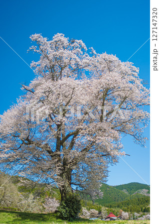 広島・庄原・千鳥別尺のヤマザクラ 広島・庄原・千鳥別尺のヤマザクラ 127147320