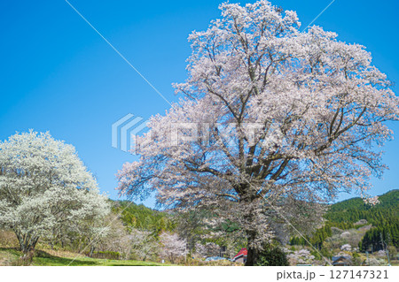 広島・庄原・千鳥別尺のヤマザクラ 広島・庄原・千鳥別尺のヤマザクラ 127147321