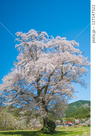 広島・庄原・千鳥別尺のヤマザクラ 広島・庄原・千鳥別尺のヤマザクラ 127147322