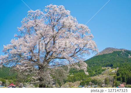 広島・庄原・千鳥別尺のヤマザクラ 広島・庄原・千鳥別尺のヤマザクラ 127147325