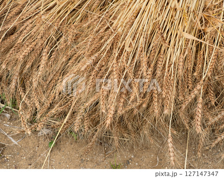 収穫した小麦 127147347