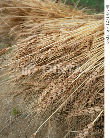 収穫した小麦 収穫した小麦 127147349