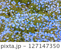 ネモフィラ　舎人公園 127147350