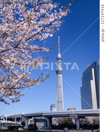 サクラが満開の隅田公園と東京スカイツリー　東京都 127147418