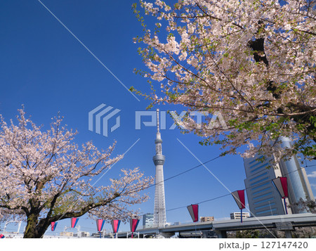 サクラが満開の隅田公園と東京スカイツリー　東京都 127147420