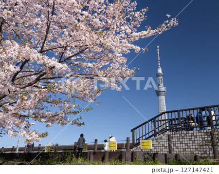 サクラが満開の隅田公園と東京スカイツリー 東京都 サクラが満開の隅田公園と東京スカイツリー 東京都 127147421