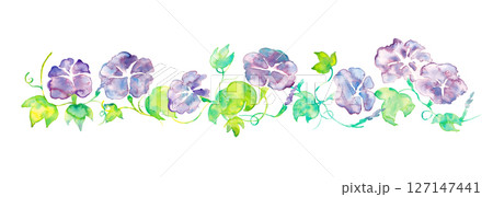 朝顔の水彩イラスト。夏のアサガオのベクター水彩。夏の水彩背景。 127147441