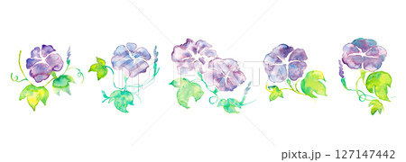 朝顔の水彩イラスト。夏のアサガオのベクター水彩。夏の水彩背景。 127147442