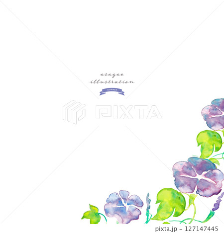 朝顔の水彩イラスト。夏のアサガオのベクター水彩。夏の水彩背景。 朝顔の水彩イラスト。夏のアサガオのベクター水彩。夏の水彩背景。 127147445