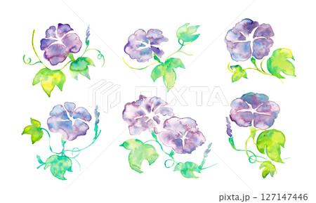 朝顔の水彩イラスト。夏のアサガオのベクター水彩。夏の水彩背景。 127147446