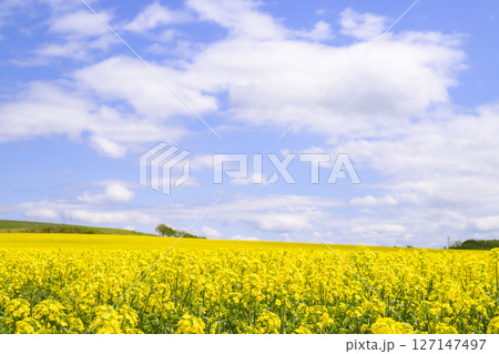 満開の菜の花畑と青空 満開の菜の花畑と青空 127147497